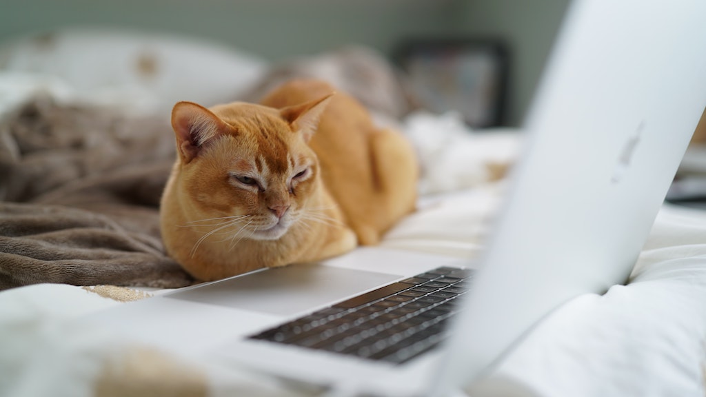 Cat looking at a laptop